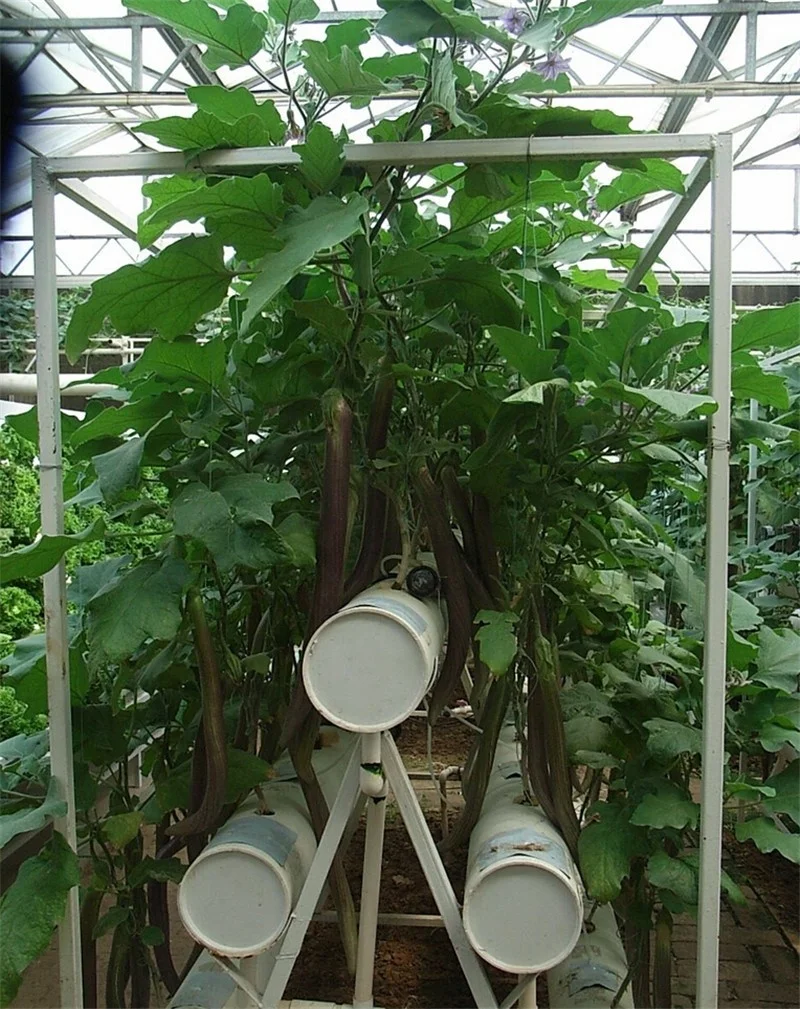polycarbonate greenhouse with cooling system and ventilation system for flower planting