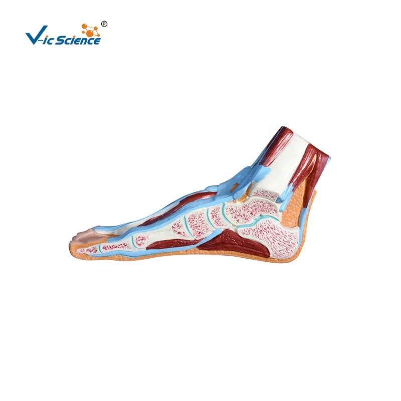 medical model anatomical teaching foot section model medical anatomy models