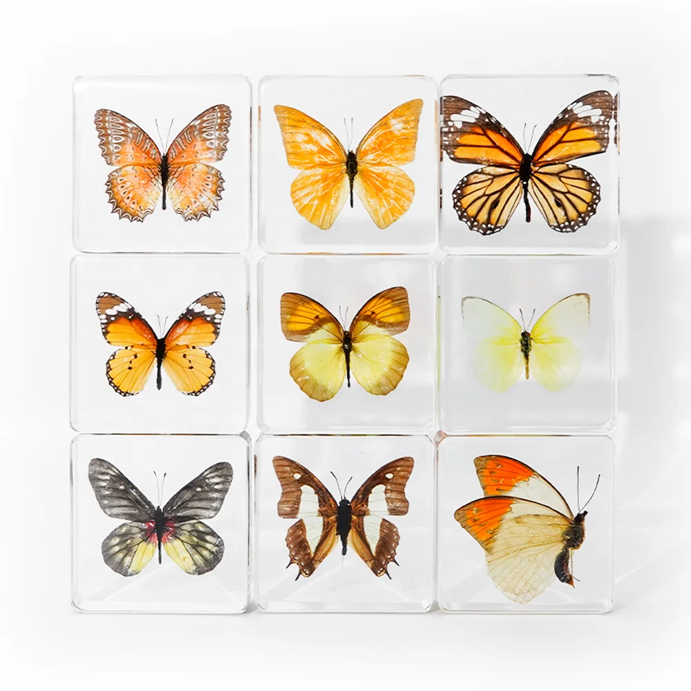 Factory Hot Sale Resin Crafts block Butterfly Real Insect Biological Specimen Animal Pattern Taxidermy Gift resin specimen