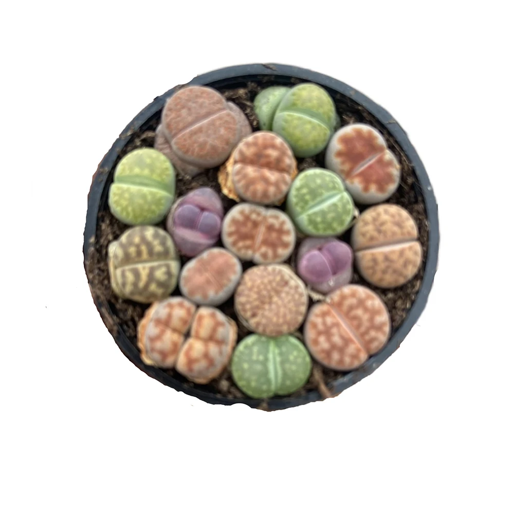 Premium discounts lovely mixed colors green plants and succulents