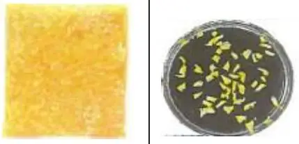 High quality delicious beauty syrup japan fruit flavor yuzu tea