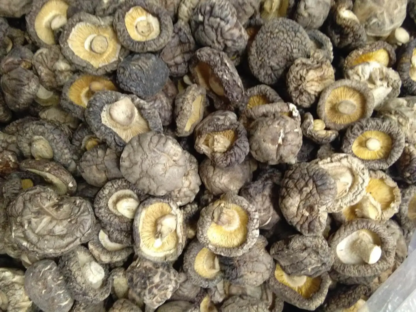 factory wholesale Dehydrated mushroom