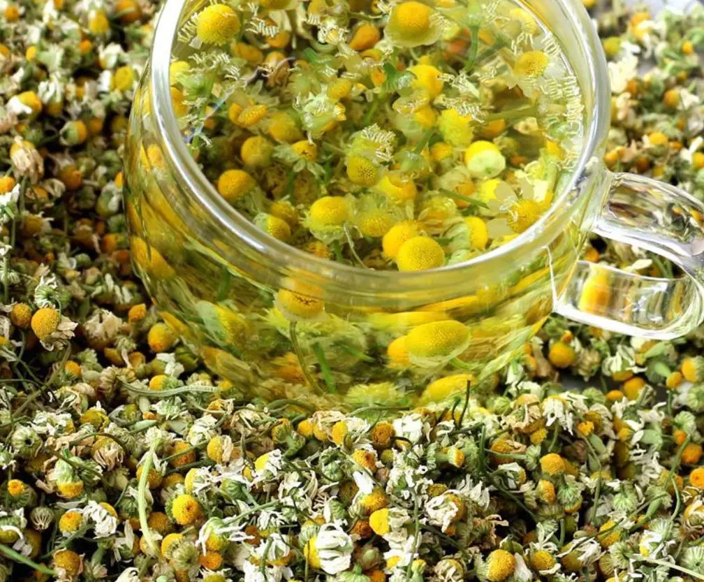 2022 new crop Fresh dried Premium Chamomile flowers tea In loose wholesale price