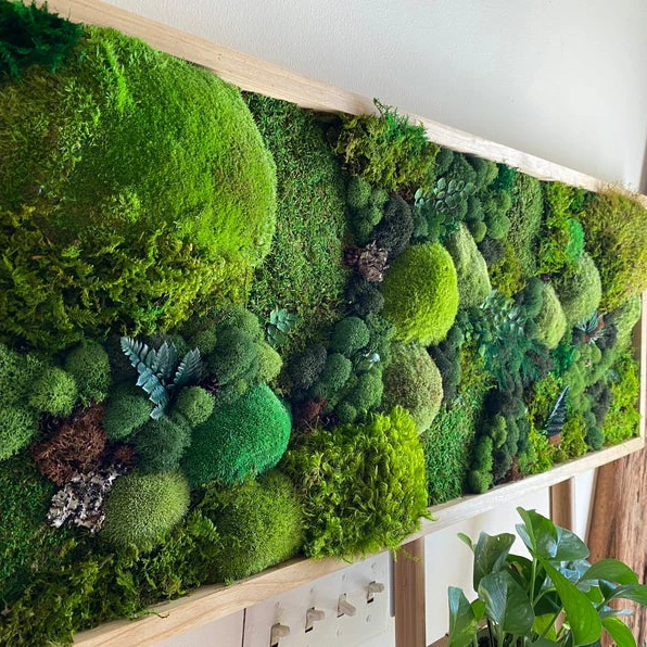 Last 5 Years Green Wall Real Natural Stabilized Leucobryum Glaucum Preserved Bun Pillow Cushion Pole Moss Christmas decor home
