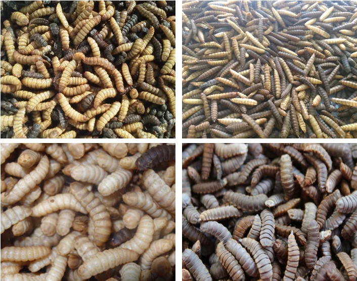 
Licorice Piece Microwave Drying Machine 