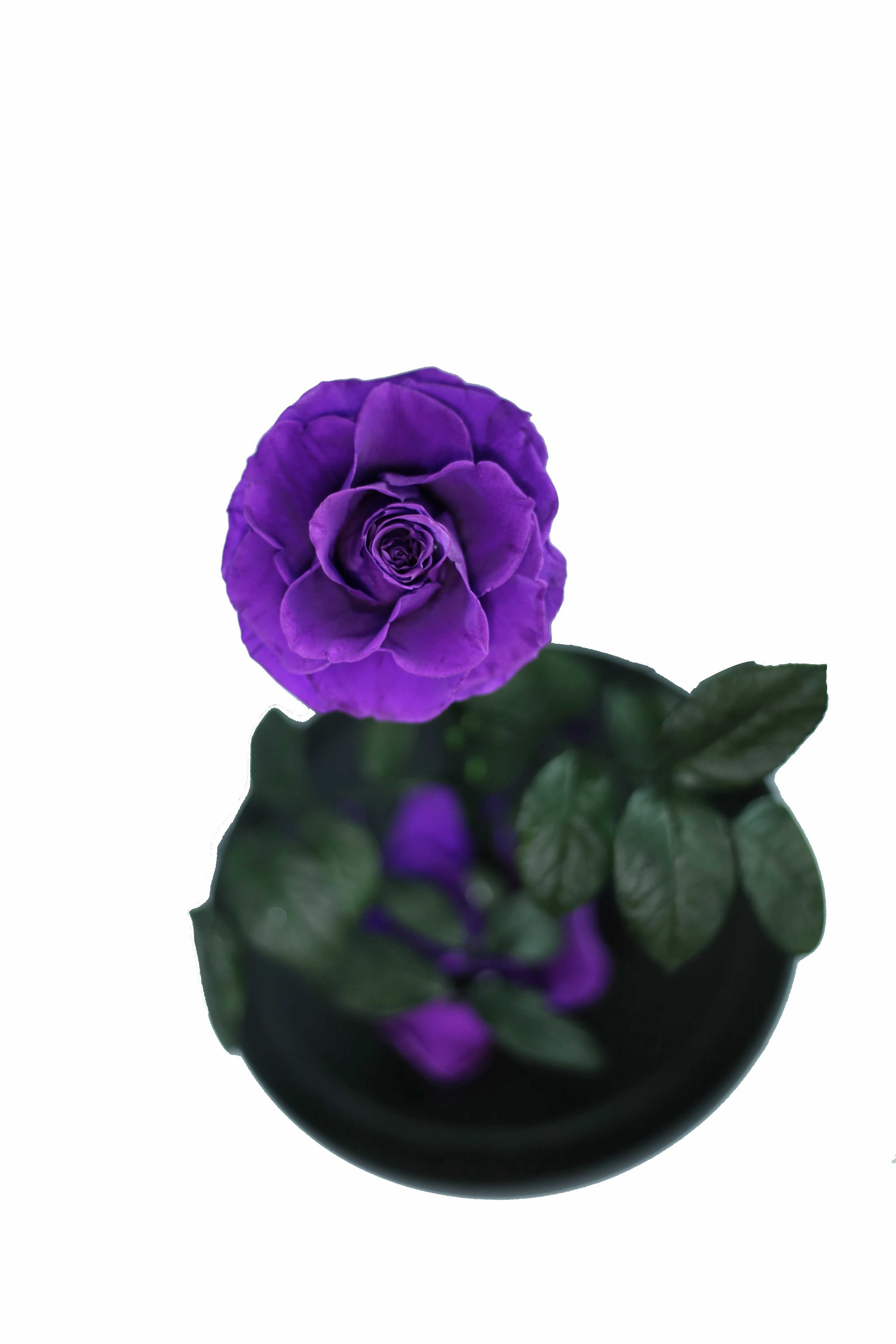 
Drop shipping Hot sale Real Carnation base in the glass 1 pc big flash preserved flower cardboard boxes for flowers 