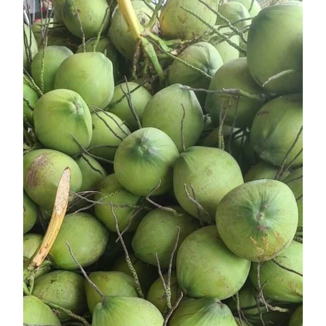 Factory Price Fresh Coconuts 2024 Vietnam Coconut High Quality Green Coconut in Viet Nam Ready To Ship