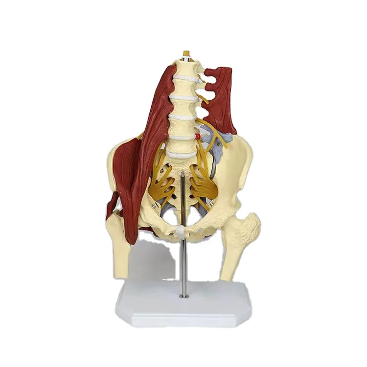 Модель двигательного аппарата для пяти поясничных позвонков человека с тазом