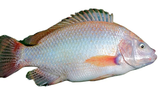 
Seafood Best Taste And High Quality Frozen Red Meat Tilapia Fish With Good Price Only This Summer Made in Vietnam 2021 