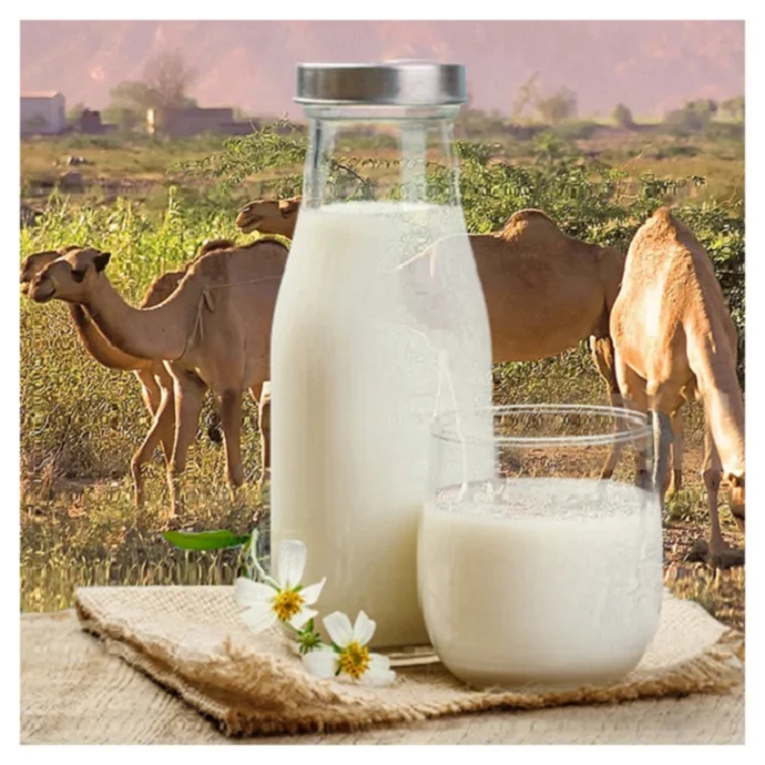 
Kazakhstan Kazakh Organic 25kg bags pure camel dry milk powder 