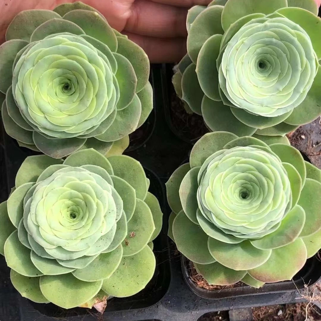 
Rose Succulent wholesale cactus wholesale natural plant succulent pot Korea Succulent Plants 