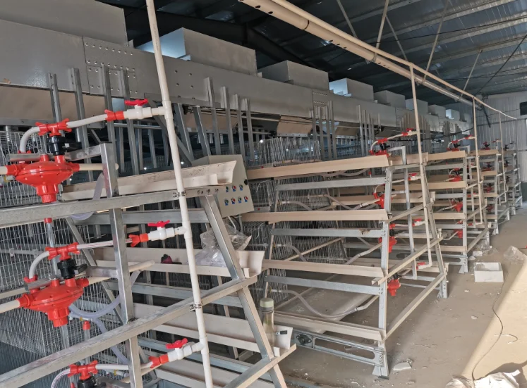 automatic layer chicken cage with automatic manure removal system