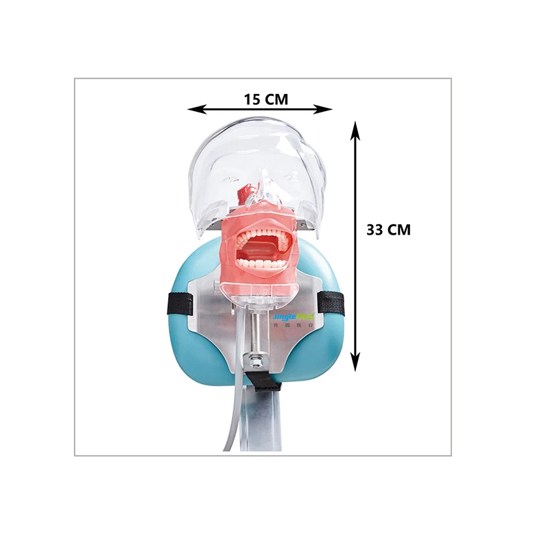 Factory Price students simple dental simulation model phantom head