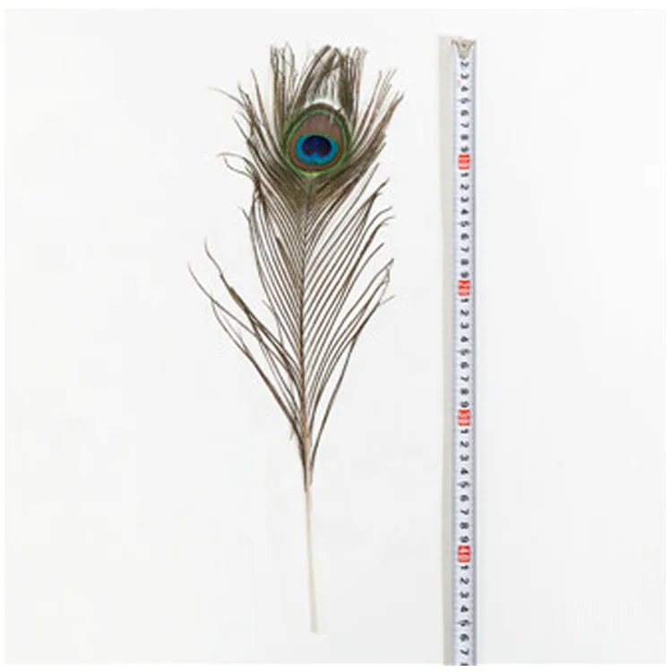 beauty peacock feather