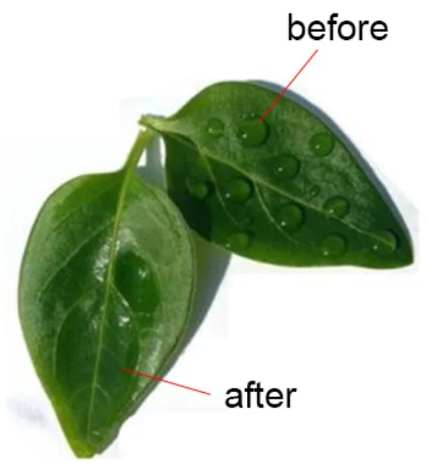 Silicone Nonionic Surfactant Surface Active Agent