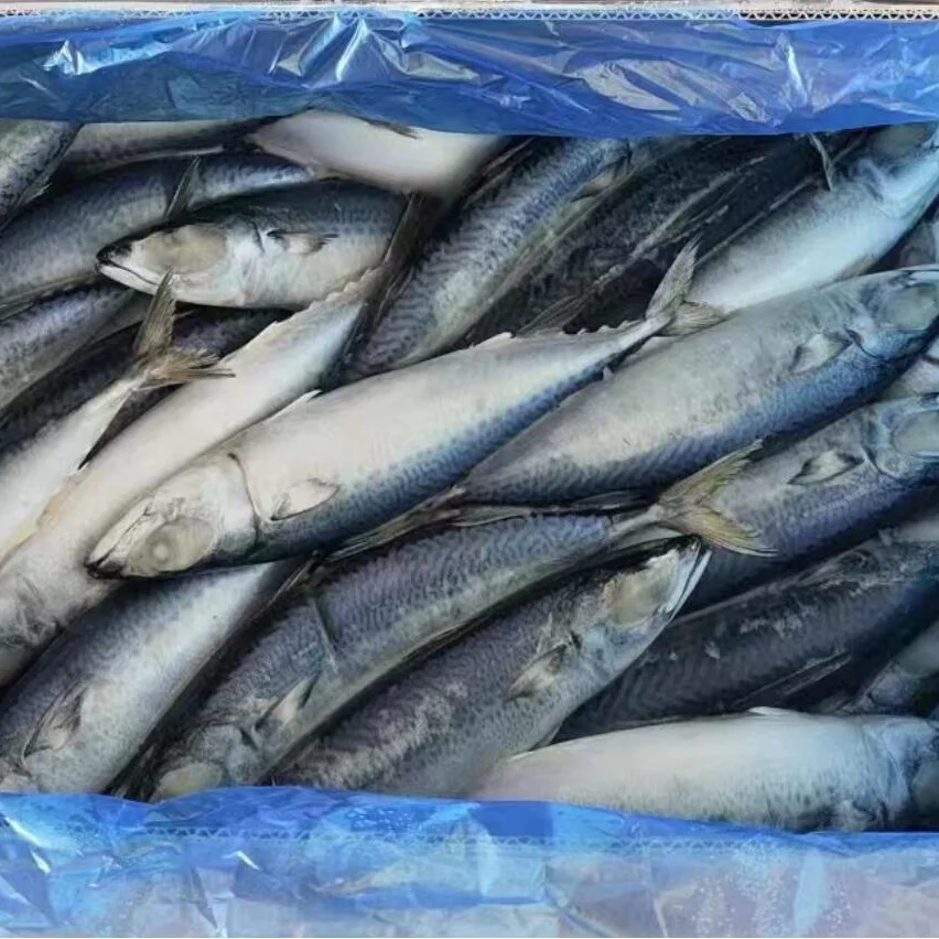 Морская и замороженная Тихоокеанская скумбрия цены на рыбу
