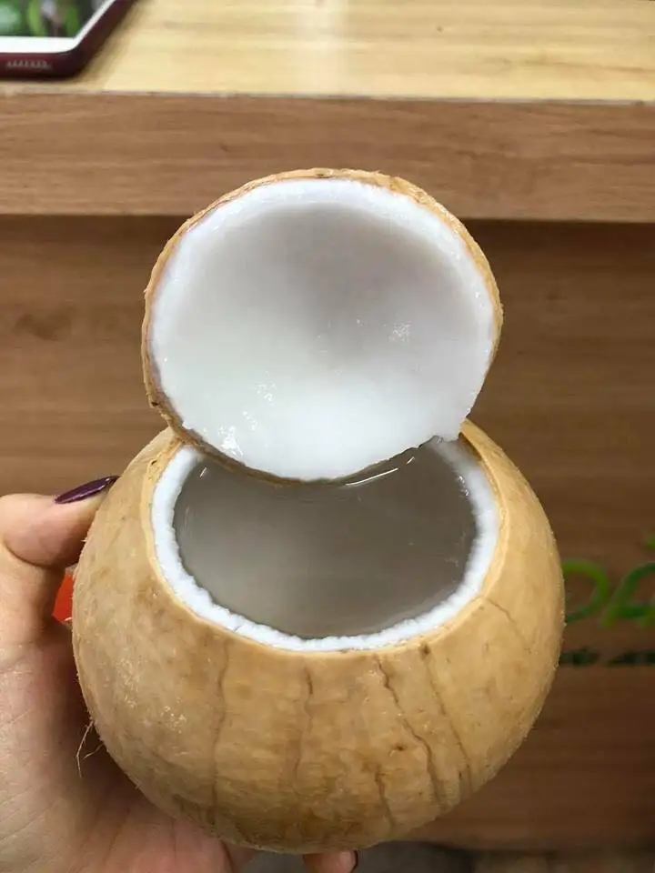 HOT HOT HOT Siamese Coconut Made in Viet Nam - Competitive price in the export market 2023
