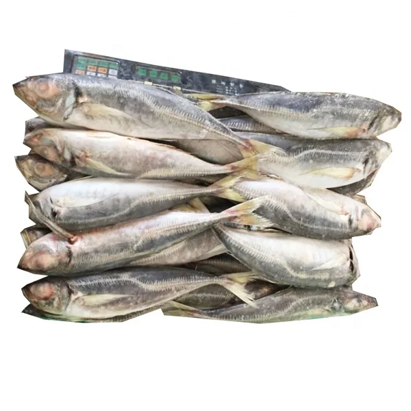 Whole Part and Frozen Style Horse Mackerel Chinchard Jurel Fish