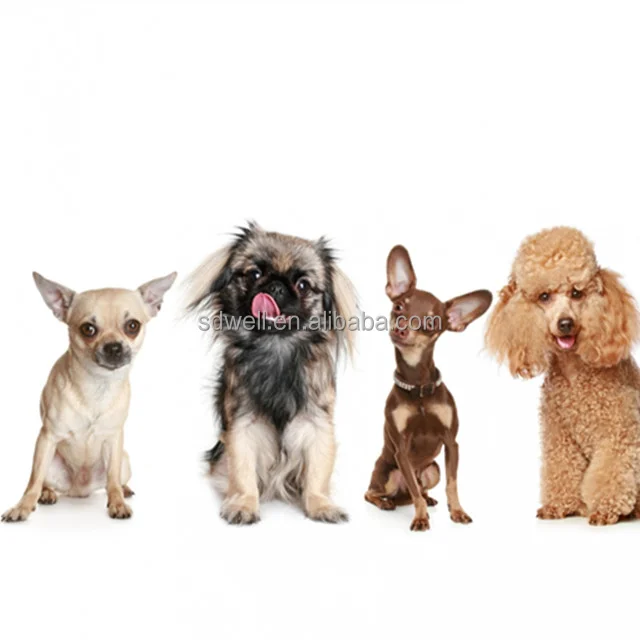 Factory Wholesale Pet Food Probiotic Powder For Dog To Coordinating Intestines And Stomach