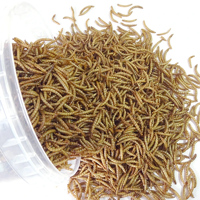 
Dried Mealworm for Birds Packed in Barrel 100g 