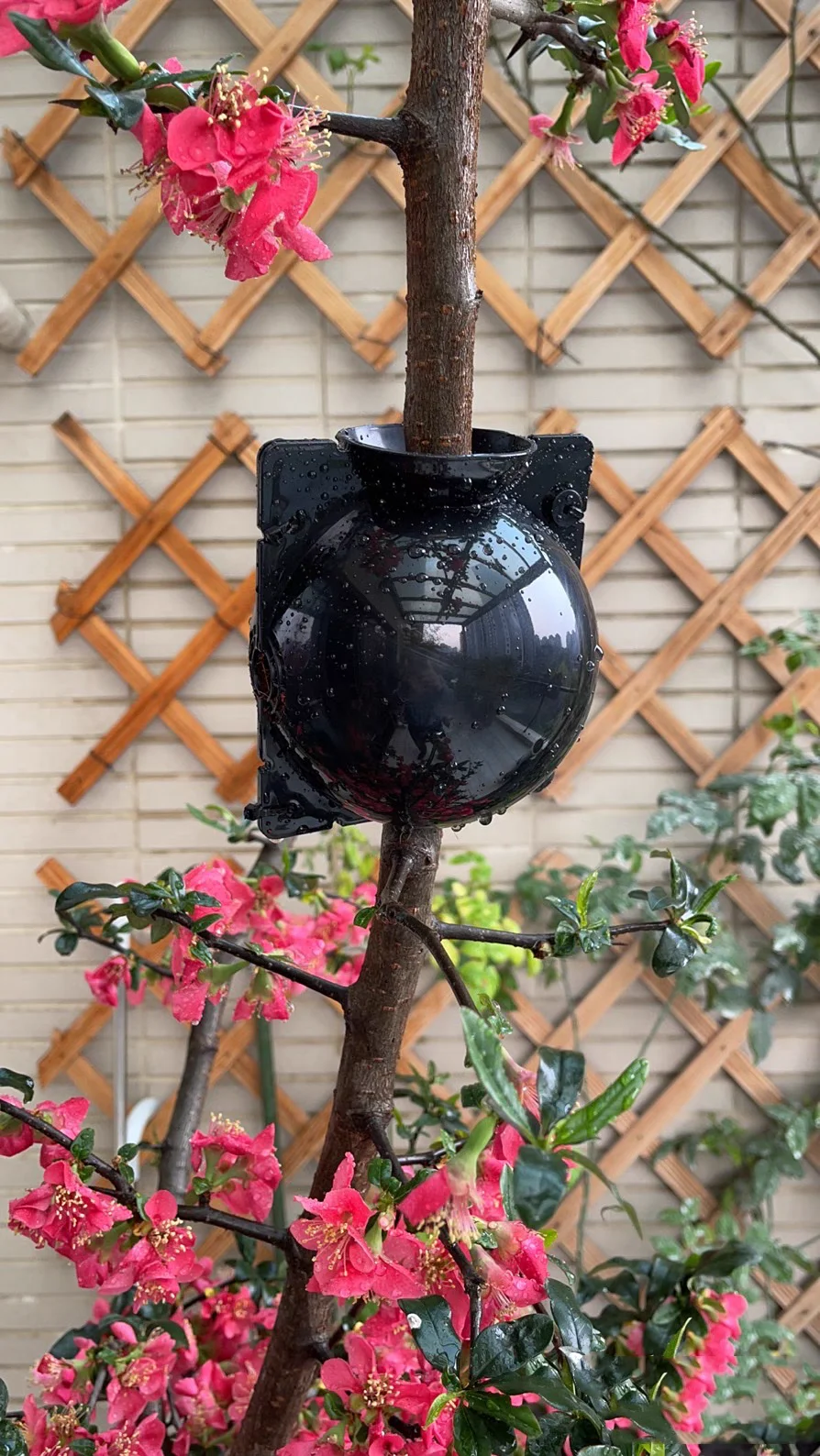 Garden Plant high-pressure Propagation Ball Plant Root High Pressure Propagation Ball  plant root growing box ball