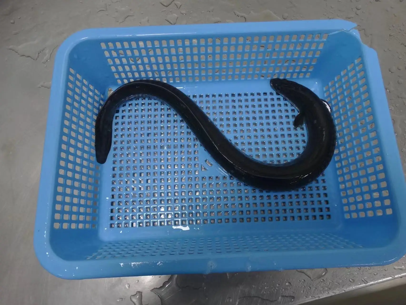 Frozen Fish Food Live Glass Eel Unagi Eel