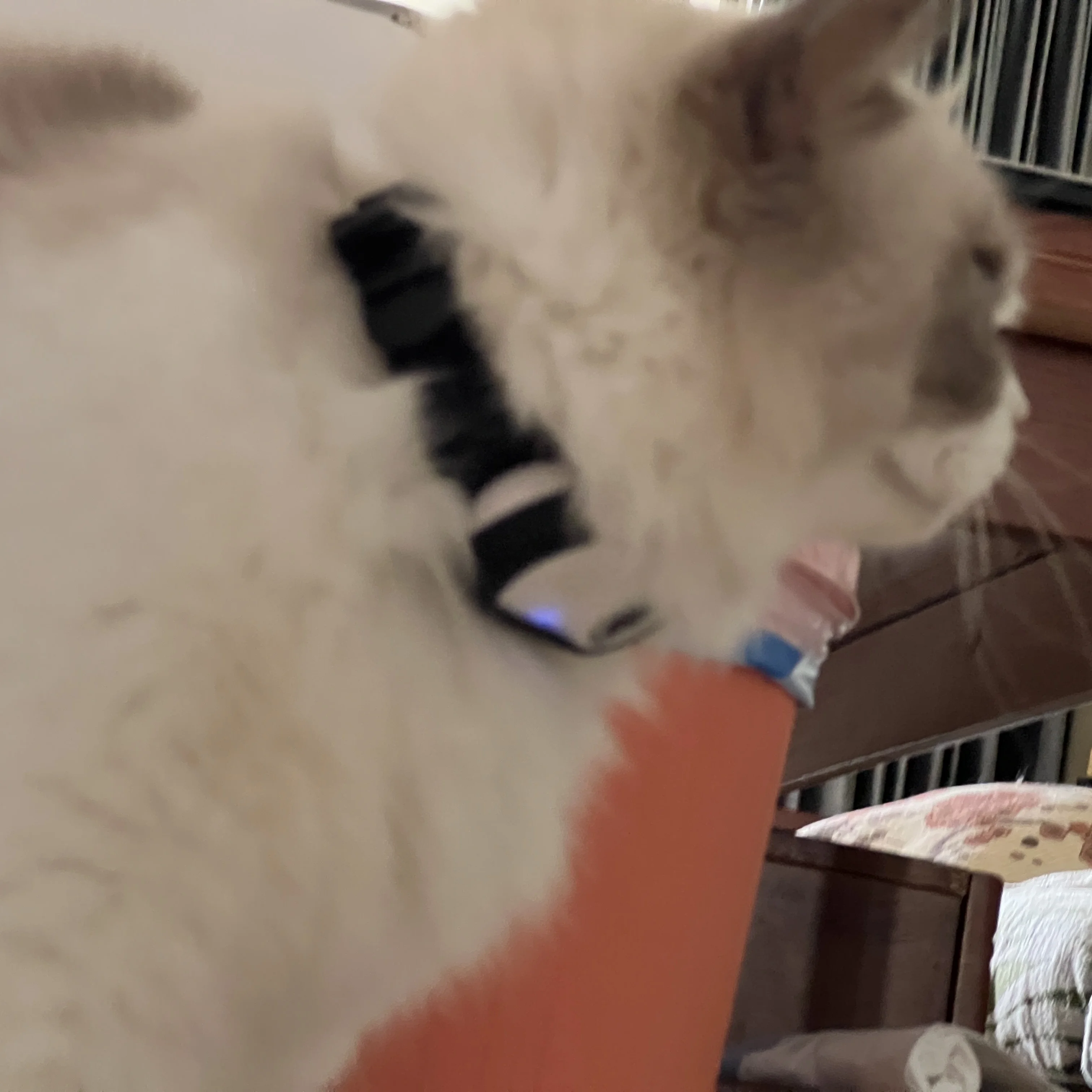 Super Wide Angle Pet Camera for Small to Medium Pets with Loop Recording