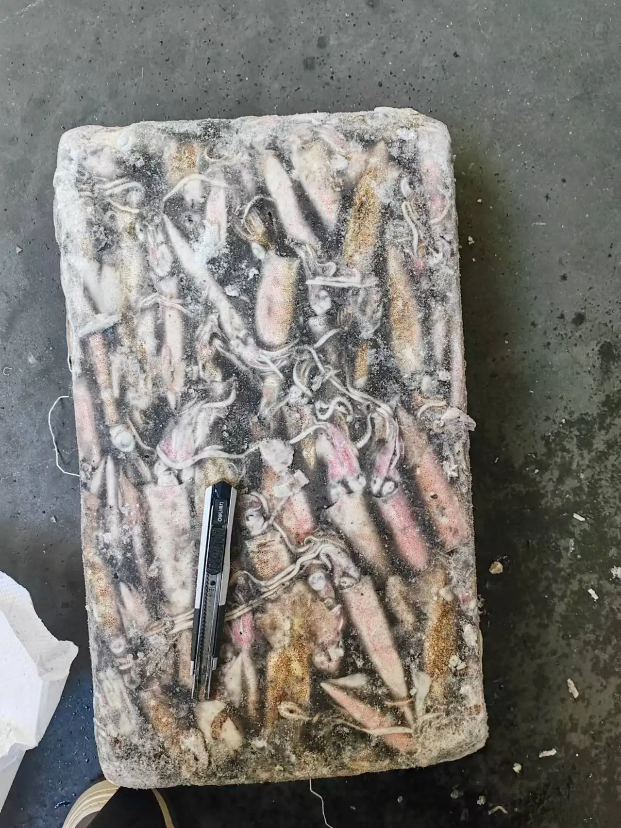 Frozen  loligo squid whole round squid whole round Good quality Loligo chinensis