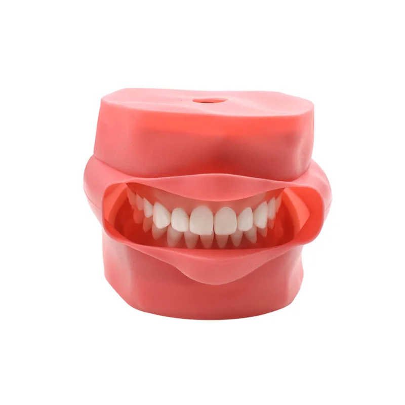dental equipment Medical Dental Model Simulation Practice Simulator Dental Simulator Phantom Head Model