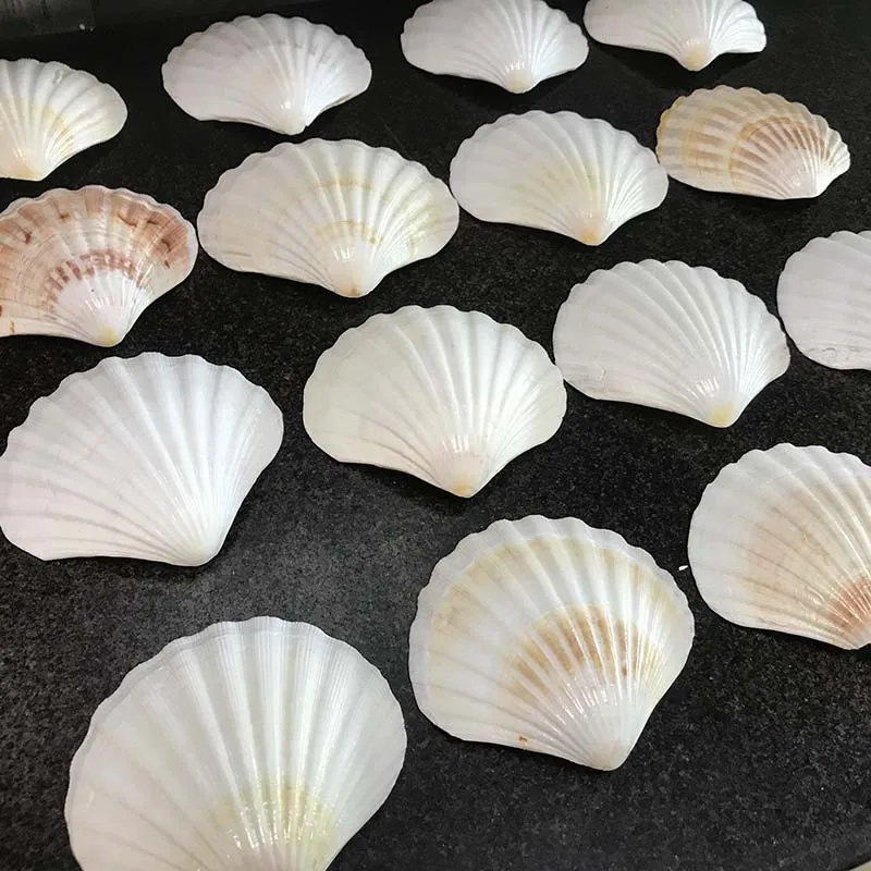 Wholesale Natural Color Scallop Shell Luster Seashell Handmade Craft for Decoration