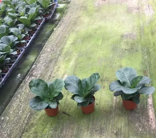 
Hot sale high quality natural plants Ficus pandurata bonsai on sale 