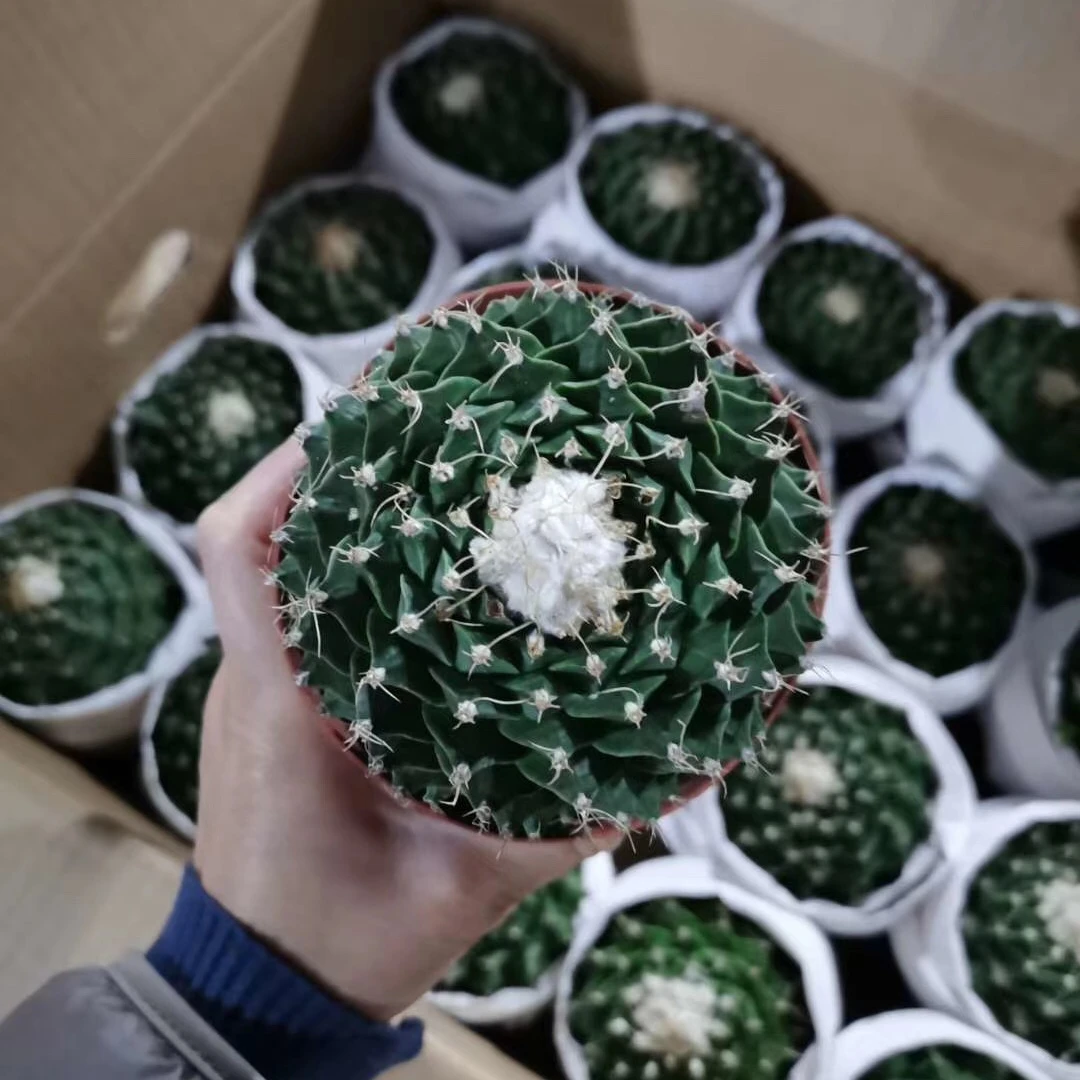 
wholesale woody plants real live cactus plants indoor cactus bonsai plant 