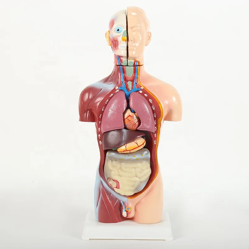 
Высококачественная модель человеческого торса высотой 45 см, мягкая пластиковая модель для обучения, человеческий тело  (1600127329595)