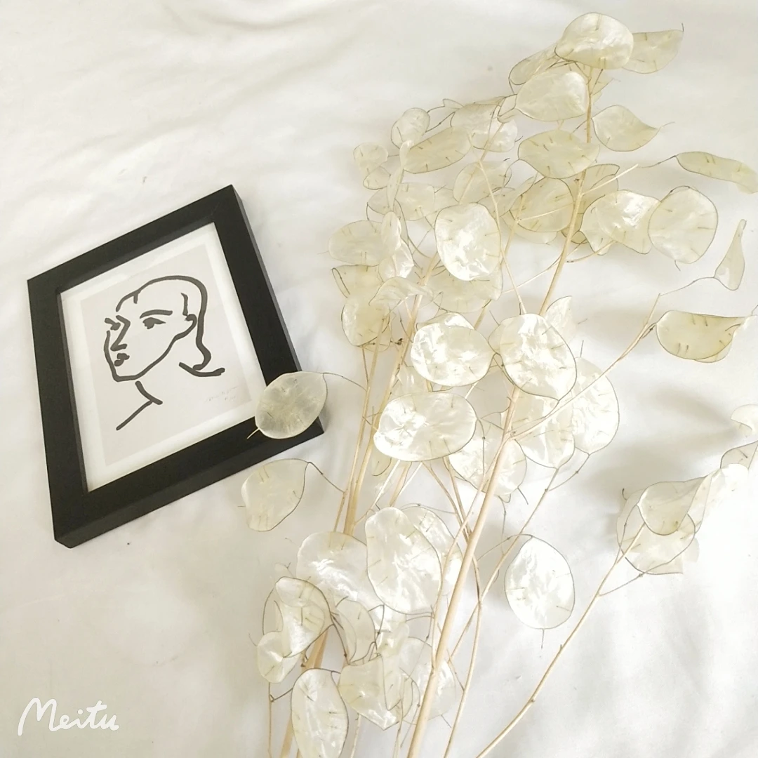 Florist supply dried Lunaria annua & money plant flower  for dry eringium flower art