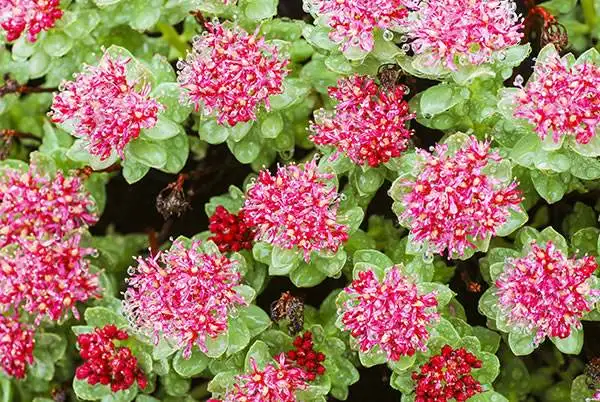 High Quality 3% 10% Salidroside Powder Rhodiola Rosea Root Extract Powder