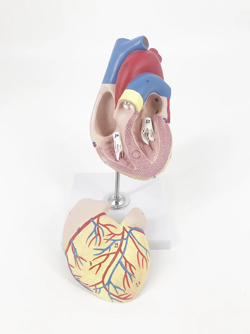 YA/C022 Heart model, life size, 2 parts