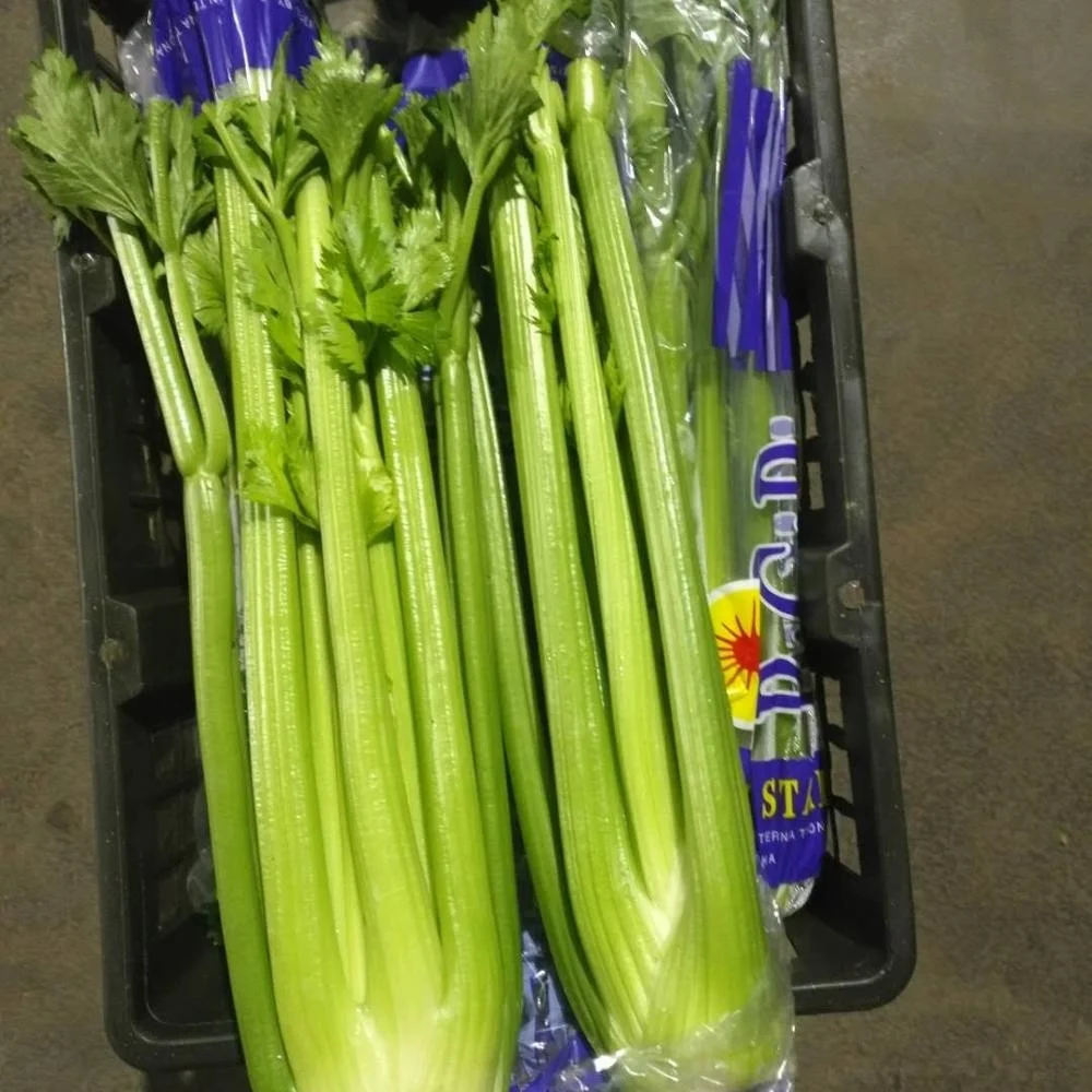 2021 new crop  Fresh Green Celery from China  factory price fresh celery  hot sale Chinese celery