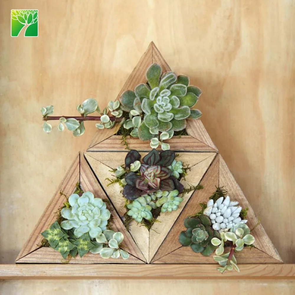 
 Лидер продаж, домашний декор, декоративное растение, треугольный плантатор, наборы живых суккулентов  