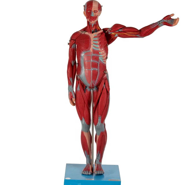 GD/A11301/2  Medical Science Human Muscles Anatomical Model with Internal Organs