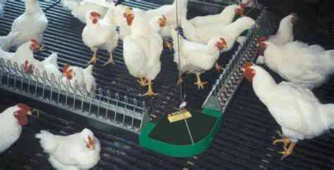 Automatic chain feeding system for breeder/laying hen