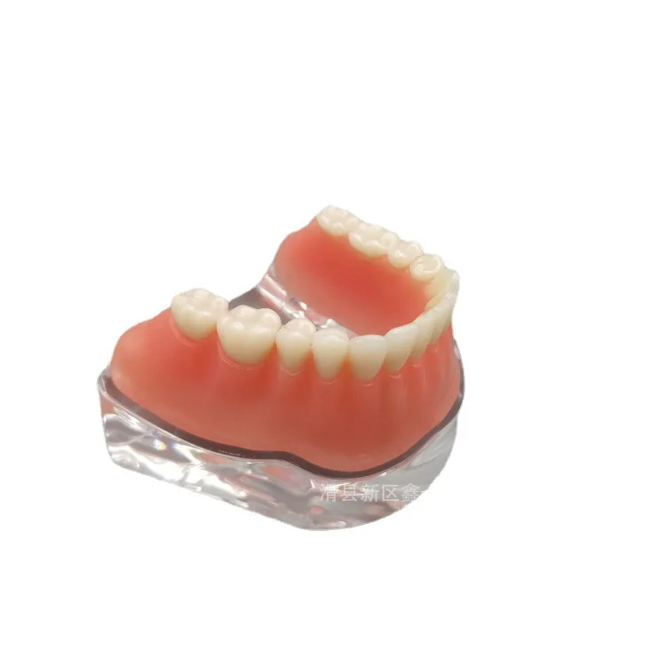Dental model.jpg