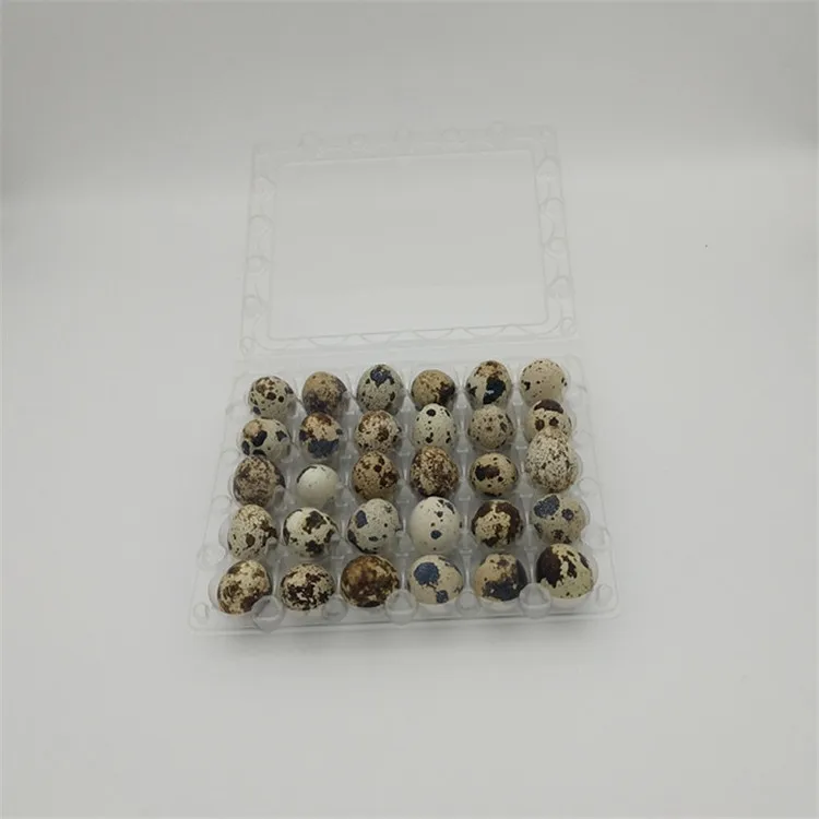 Disposable Plastic Quail Egg Trays Packaging Box for Sale