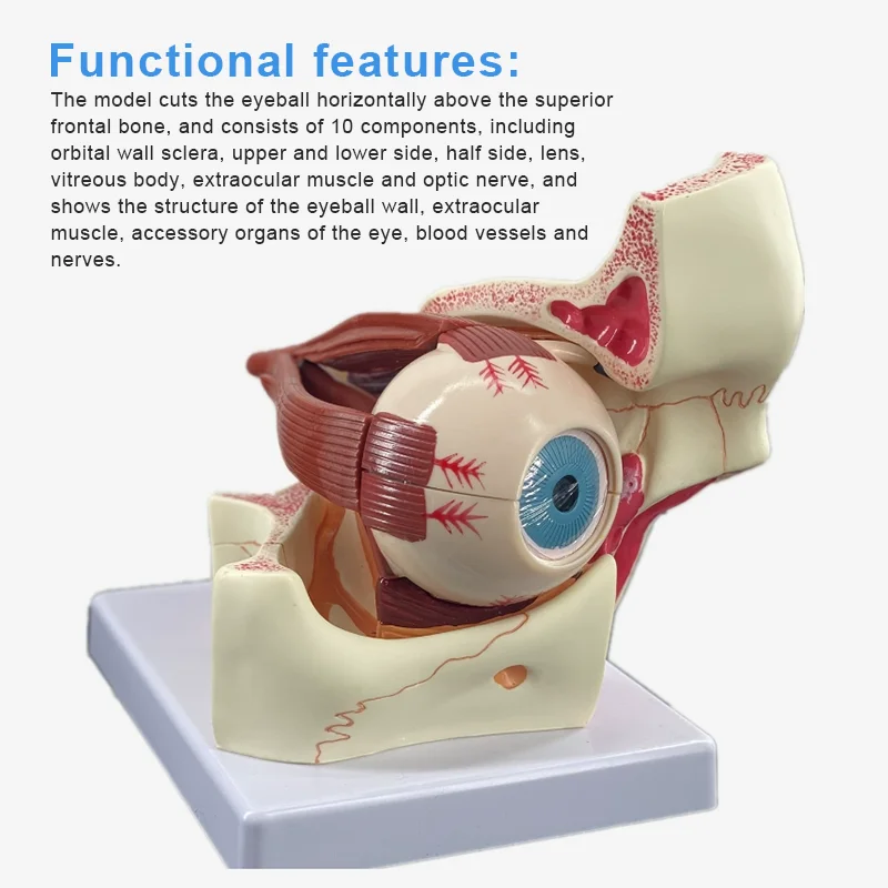 Medical science optical experimental teaching resources for human eyeball orbital structure enlargement model teaching