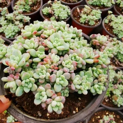 Оптовая продажа, Недорогие Декоративные искусственные мини-суккуленты в наличии