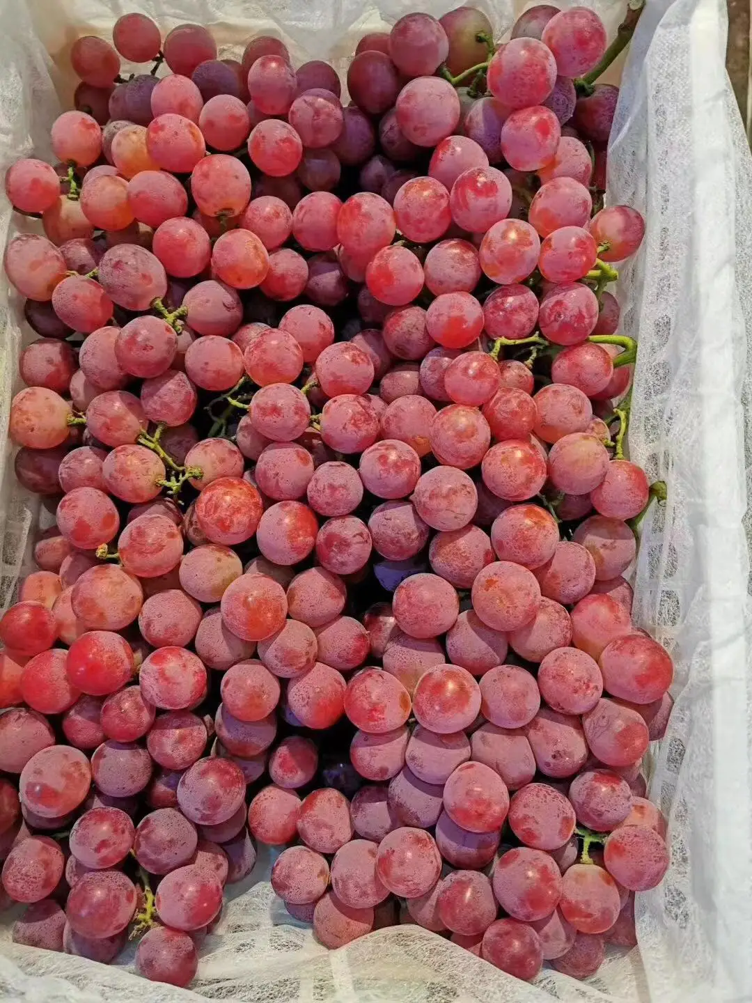 
new season high quality red globe grapes 