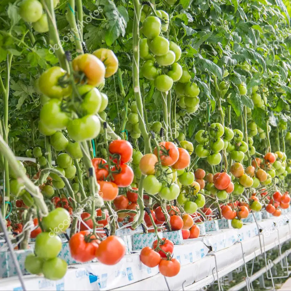 Hydroponic Growing Systems Greenhouse for Tomato