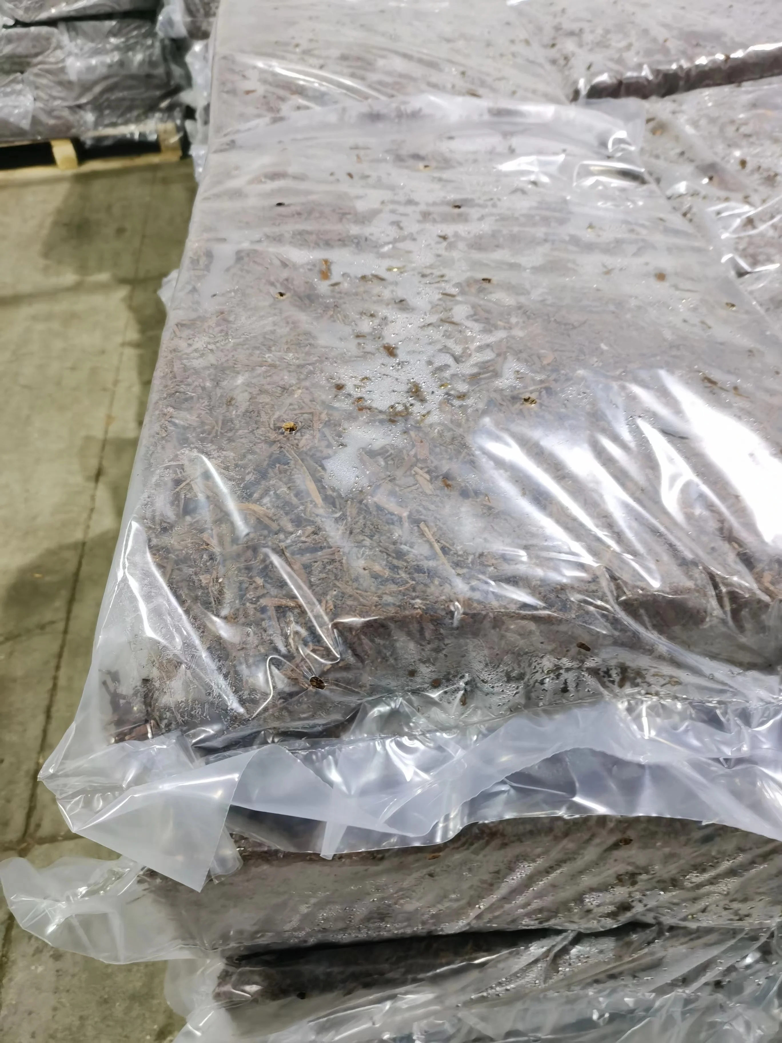 China DETAN white button mushroom spawn with Dutch triple fermentation technique mushroom farm