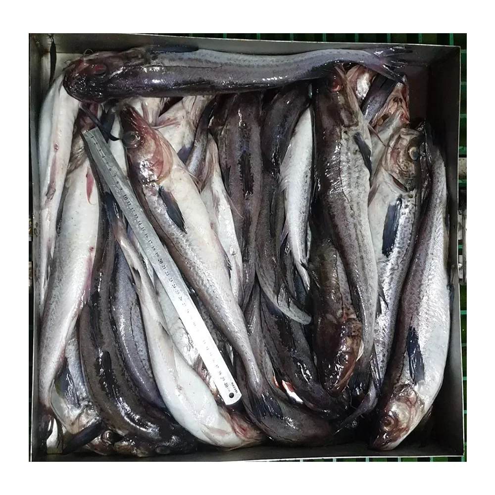 POLLOCK whole round