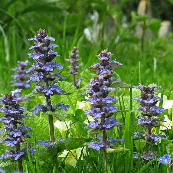 
Wuhan HHD Ajuga Turkestanica Extract Acetylharpagide 