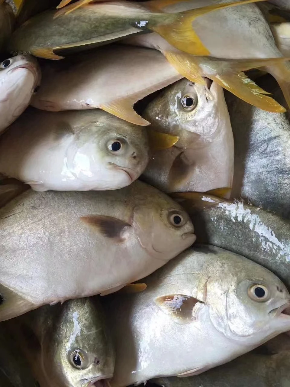 High Quality Seafood Fresh Frozen Poisson Pompano 500g-600g Golden Pompano Fish Pomfret